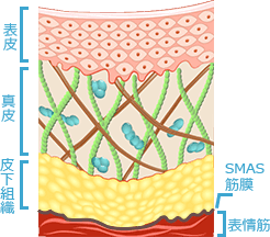 お肌の断面図 表皮、真皮、皮下組織、SMAS筋膜、表情筋