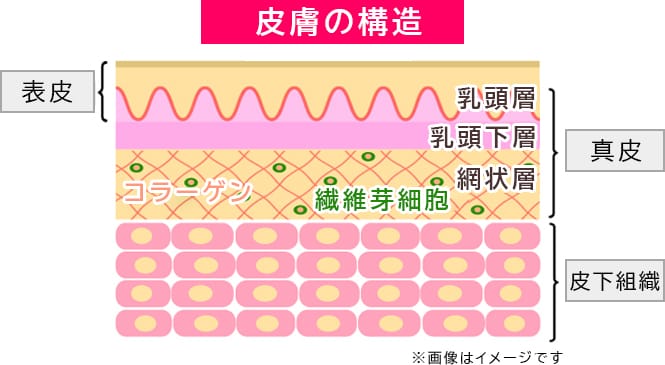 シワの仕組み【画像】